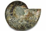 Cut & Polished Ammonite Fossil (Half) - Madagascar #323302-1